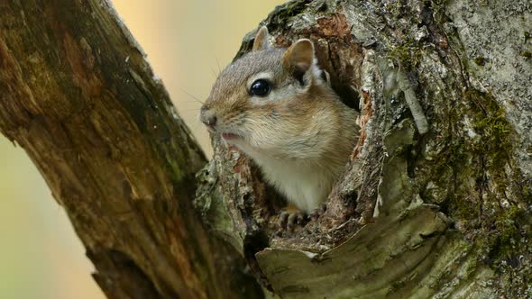 Chipmunk eating with its head sticking out of a tree, Ontario, static closeup