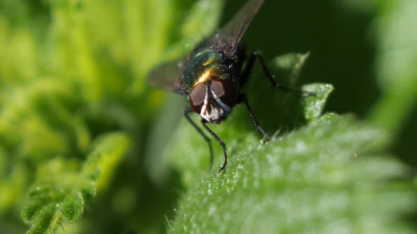 Macro green fly standing still on a leaf.