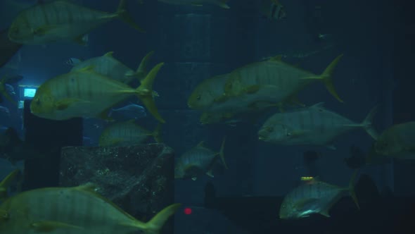 Slow Motion Closeup View of Beautiful School of Fishes Swimming in Clear Underwater in a Circular