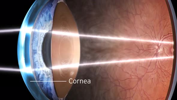 Eye anatomy - inner structure, Medically accurate