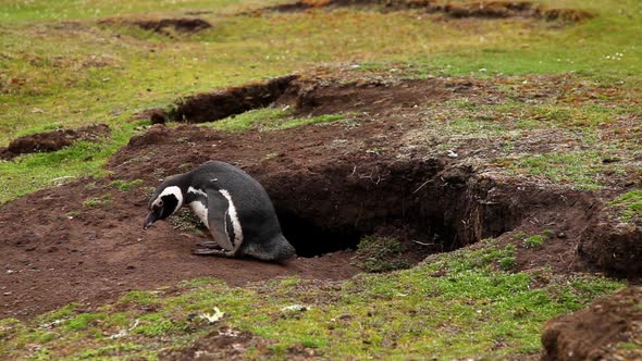 Magellanic Penguin Next To It's Nest