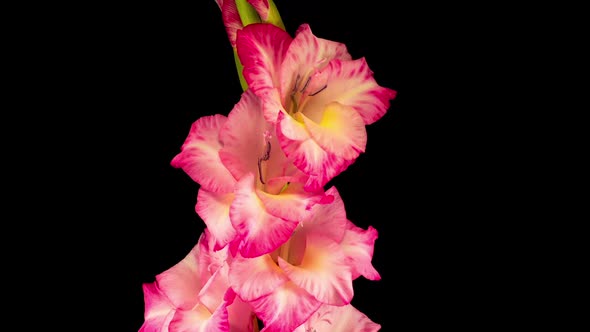 Time lapse of Opening Pink Gladiolus Flower