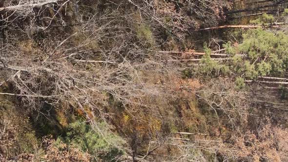 Vertical Video of an Autumn Forest During the Day in Ukraine