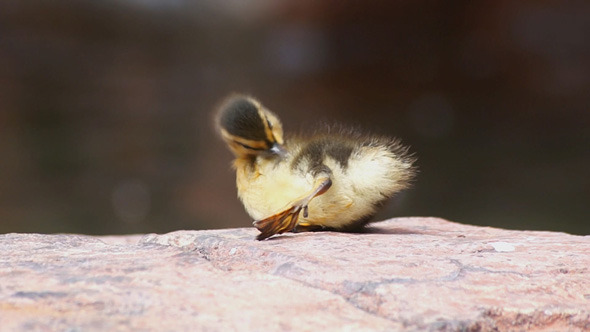 Baby Duck Relaxing On Stone