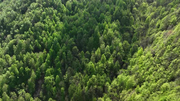 Flight above dense lush forest in Italian mountain alp hillside - drone