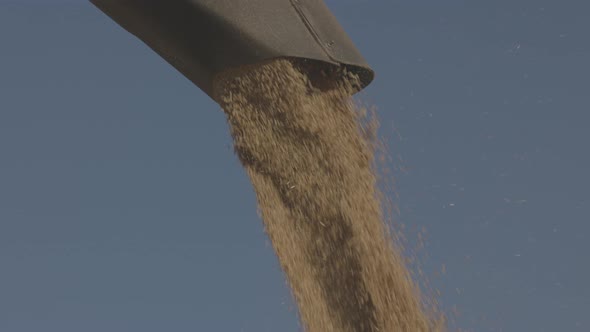Loading of Grain By a Screw Loader