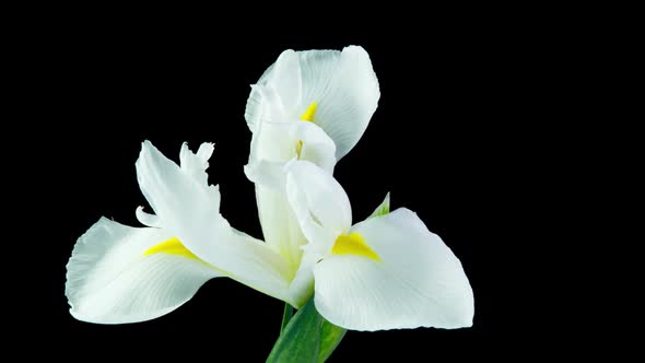 Time Lapse of Flowering White Iris on a Black Background Beautiful White Flower Video