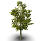 Oak Tree - 3DOcean Item for Sale