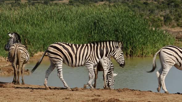 Plains Zebras At Waterhole - South Africa