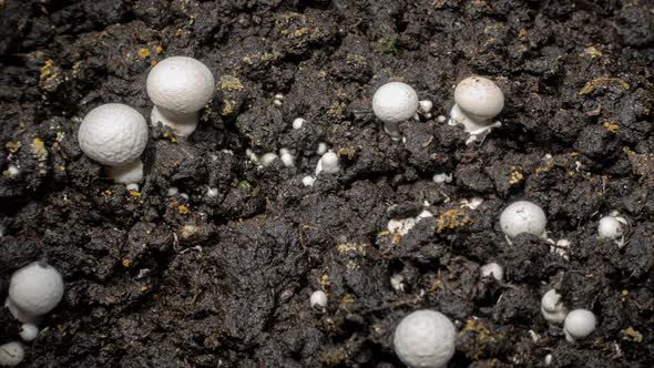 Champignon Mushrooms Growth in Time Lapse on a Soil Background. Microorganisms Life in the Ground