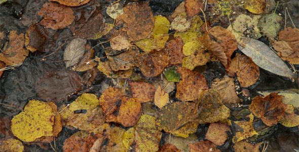 Leaves On Water