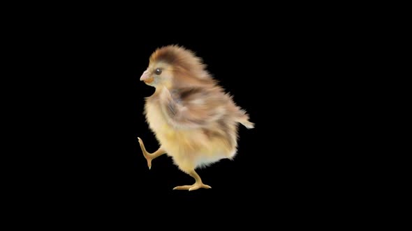 Baby Chicks Dancing HD