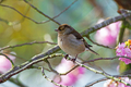 Female common chaffinch bird sitting on a tree - PhotoDune Item for Sale