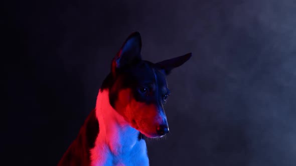 Basenji Sits in a Smoky Dark Studio Against a Black Background in Red Neon Rays