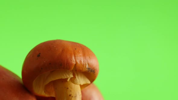 Amanita caesarea mushroom green screen slow tilt natural 4K 2160p UltraHD fps footage - Highly nutri