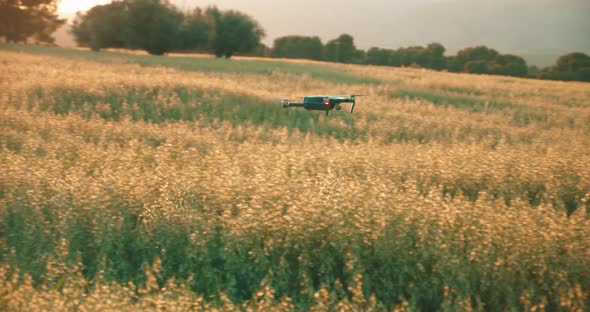 Futuristic drone flying over growing farm field during beautiful sunset in nature
