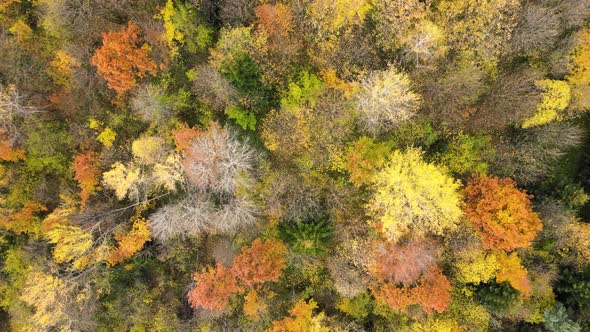 Aerial view of dense green pine forest with canopies of spruce trees and colorful lush foliage