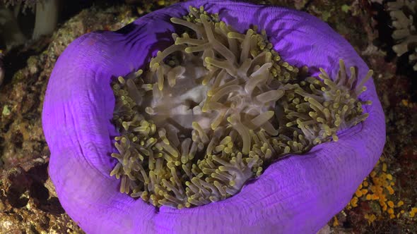 Pink Skunk Anemonefish in purple sea anemone on coral reef at night