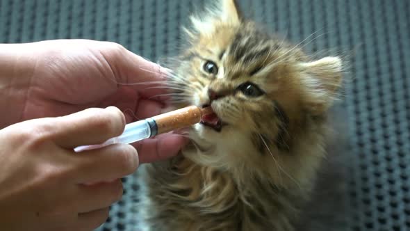 Woman Hand Feeding A Kitten By Syring