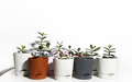 potted plants on a white background - PhotoDune Item for Sale