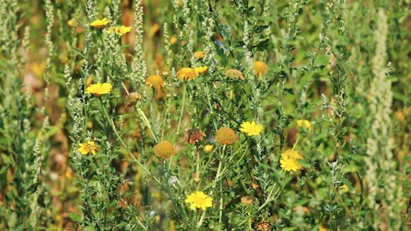 Background with Camomile Flowers and Grass