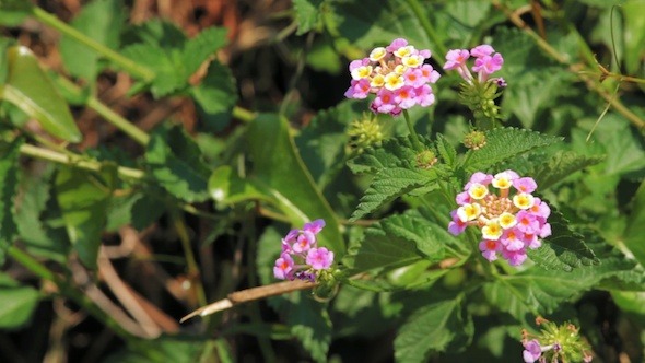 Background with Shrubbery and Flowers