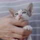 Slow motion shot close up adorable domestic kitten hugged on woman arms. - VideoHive Item for Sale