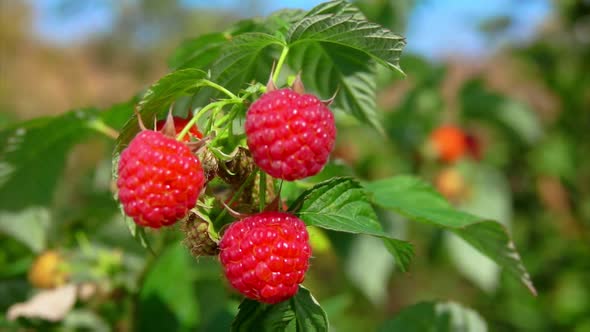 Branch with Tasty Ripe Red Raspberries