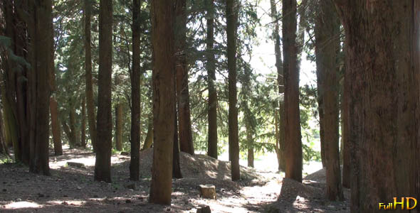 Forest of Cypress Trees