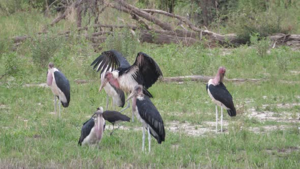 Marabou stork walking with his wings open 