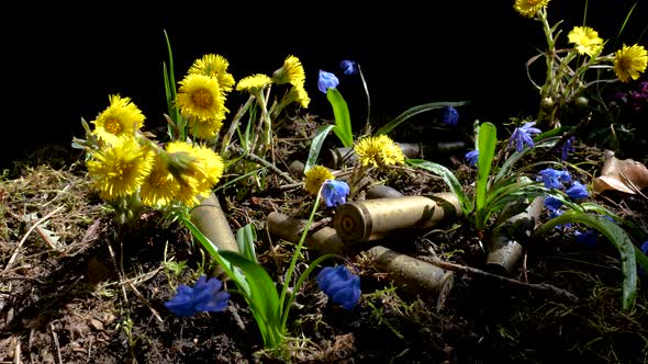 The Empty Machine Gun Shells in Blooming Spring Flowers