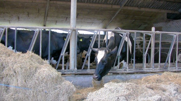 Feeding Cows in Holland Farm 