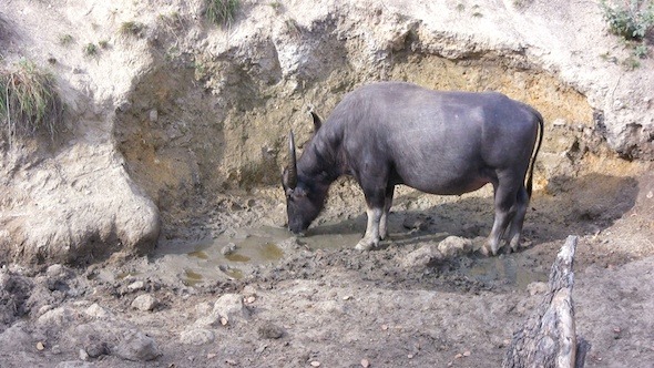 Wild Bull Drinking Dirty Water, Komodo