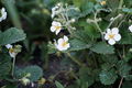 flowers of garden strawberry, selective focus. organic gardening and farming. - PhotoDune Item for Sale