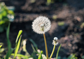 white dandelion in bloom on a lawn and blown head of dandelion. selective focus - PhotoDune Item for Sale