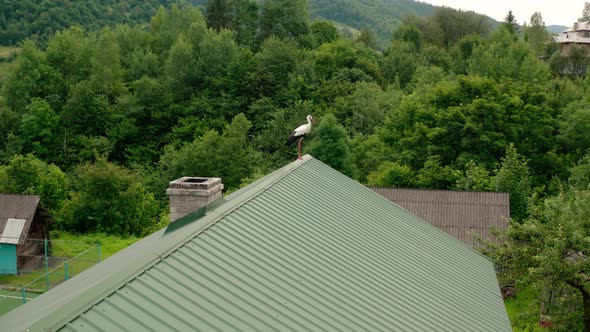 Aerial Drone View Stork in the Roof