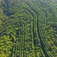 a Flight Over a Dense Forest. Bird's Eye View. - VideoHive Item for Sale