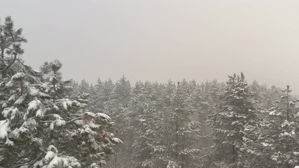 Mist in the woods by winter 4K aerial video