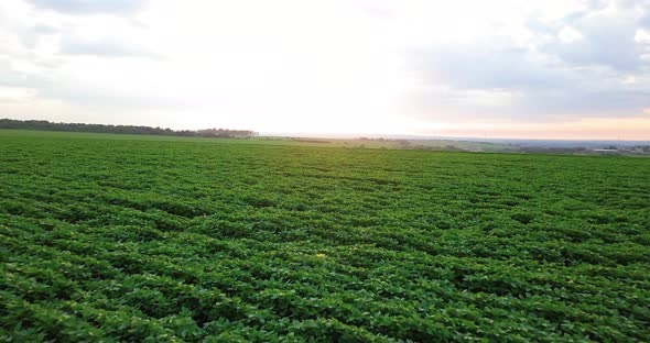 A beautiful soybean plantation with sunrise, beautiful light, leaving the green leaves with a golden