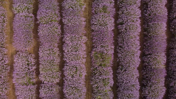 Lavender Fields at the Summer Day Natural Color