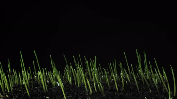 Growing wheat plant rising from soil time lapse 4k footage.