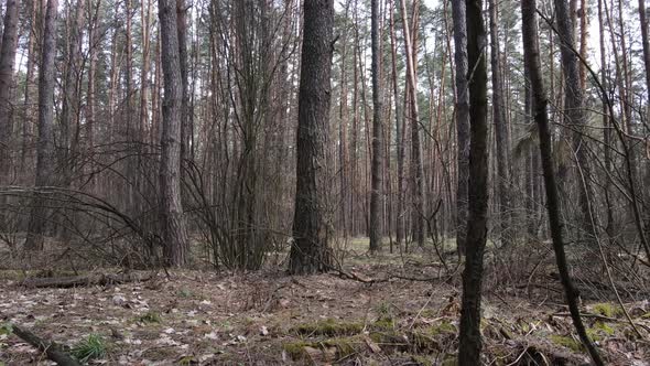 Forest Landscape Aerial View Slow Motion