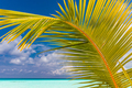 Tropical beach in Maldives with palm trees and vibrant lagoon - PhotoDune Item for Sale