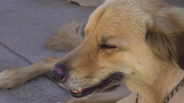 A litte closeup of a dog