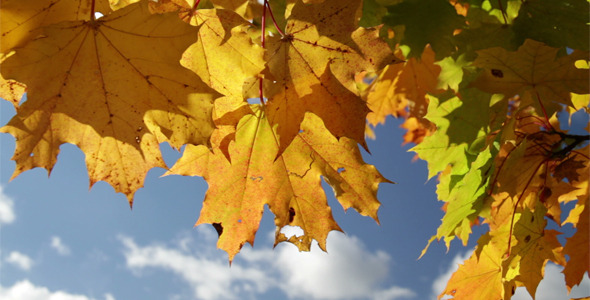 Yellow Maple Leaves