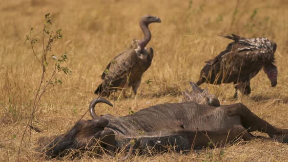 Vultures near a gnu carcass