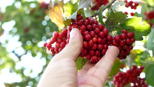 Ripe berries of viburnum red in the rays of the evening sun.