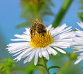Bee collecting nectar at a white aster blossom - PhotoDune Item for Sale