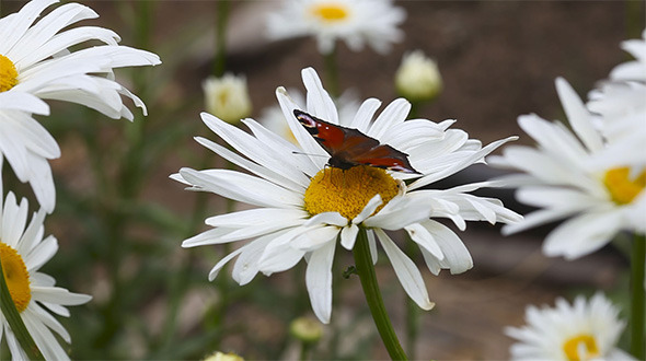 Peacock Butterfly