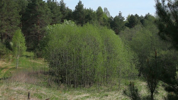 Fresh Green Of Pine Tree Forest